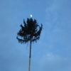 Maibaum: - 113.JPG